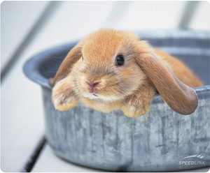 ���� ������ ������ ��� ���� Speedlink Silk Mousepad (Rabbit) ��������-�������� ������������